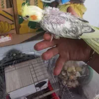 پرنده عروس|پرنده|همدان, |دیوار