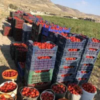 تناژ۲برابری و کیفیت بالا می‌خوای تماس بگیر