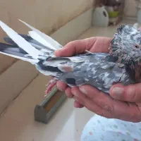 کبوتر.کفتر.تهرانی|پرنده|تهران, دریاچه شهدای خلیج فارس|دیوار