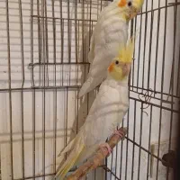 جفت عروس هلندی چشم شرابی