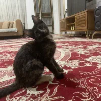 واگذاری گربه|گربه|میانه, |دیوار