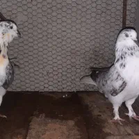 کبوتر پرشی ....|پرنده|فریدون‌کنار, |دیوار