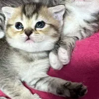 گربه اسکاتیش اورجینال