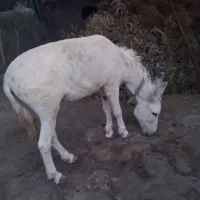 الاغ نر