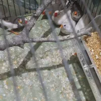 فنچ ‌|پرنده|گرگان, |دیوار