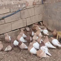 سینه فروشی همه از ی نسل