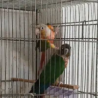 گرینچیک مولد