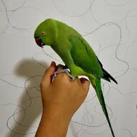 طوطی ملنگو سخنگو