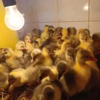 جوجه غاز لیندا اوکراینی محلی ۲۰ روزه