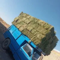 یونجه