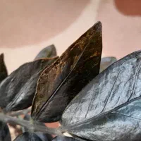 زاموفیلیا بلک ابلق خوشرنگ|گل و گیاه طبیعی|هشتگرد, فاز ۷ مهستان|دیوار