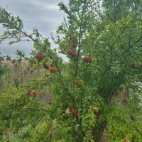 فروش باغ انار ۱۷۵۰ متری نوکنده