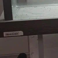 آکواریوم|ماهی|محمدیه-قزوین, |دیوار