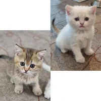 بچه‌گربه بریتیش چهره‌عروسکی