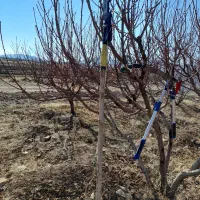 هرس حرفه ای|خدمات باغبانی و درختکاری|قره چای, |دیوار