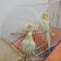 عروس هلندی|پرنده|رشت, باهنر|دیوار