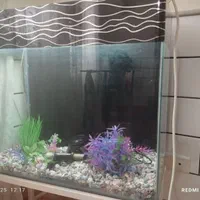 آکواریوم شیشه خم شرکتی