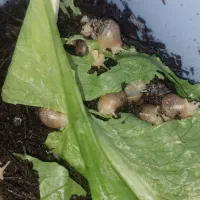 واگذاری حلزون