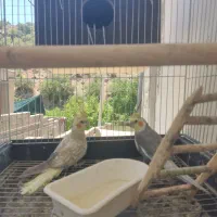 عروس هلندی|پرنده|پاتاوه, |دیوار