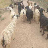 ۱۴ عدد بز  یکی نر
