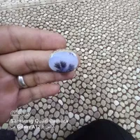 شجر قائن