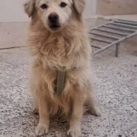 واگذرای سگ پاپی|سگ|نجف‌آباد, جلال آباد|دیوار