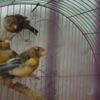 سه عدد قناری ماده فروشی دانه ای ۸۰۰ تومن