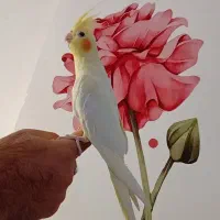 طوطی عروس هلندی لوتینو