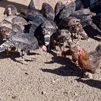 بوقلمون محلی|حیوانات مزرعه|موچش, |دیوار