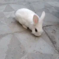 خرگوش لوپ|موش و خرگوش|ماهدشت, |دیوار