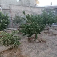 خانه باغ مبله 300 متری|فروش خانه و ویلا|زبرخان, |دیوار