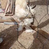 یک جفت مرغ خروس برهما|حیوانات مزرعه|سجاس رود, |دیوار