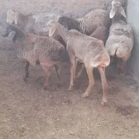 ۶راس بره ماده رمگی