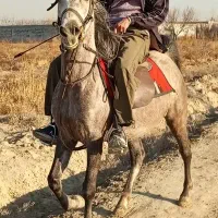 اسب کرد|اسب و تجهیزات اسبسواری|تهران, آذربایجان|دیوار