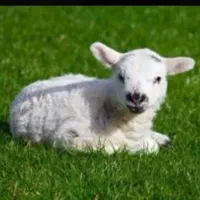 گوسفند و بره