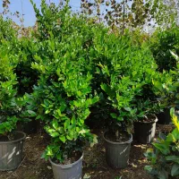 یاس هلندی سطل دوازده ده چهل سه نیم و زمینی|گل و گیاه طبیعی|چابکسر, |دیوار