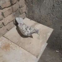 کقتر کهنه. داری میخام ۱۲۰