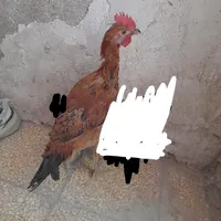 خروس محلی اصل