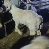 بره پروار کمر پر