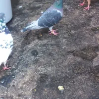 جان اردن|پرنده|تربتحیدریه, آغوی|دیوار