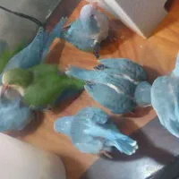 راهب نرم خور سرلاکی