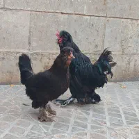 مرغ و خروس سلطان|پرنده|شیراز, شهرک گلشن|دیوار