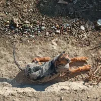 واگذاری گیریت دین نر کم نظیر|سگ|بابل, |دیوار