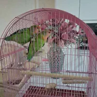 کوتوله برزیلی