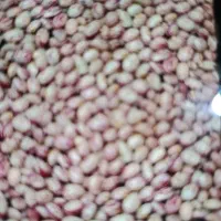 فروش لوبیا چیتی امسال