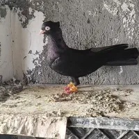 کبوتر زاغ ابادانی