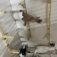 کفتر|پرنده|مشهد, کوشش|دیوار