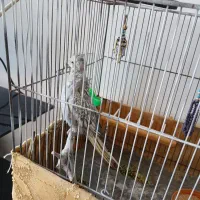 عروس هلندی نر