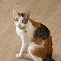 گربه ی ماده یکساله