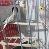 جفت مولد عروس هلندی  به همراه دو جوجه خودشون